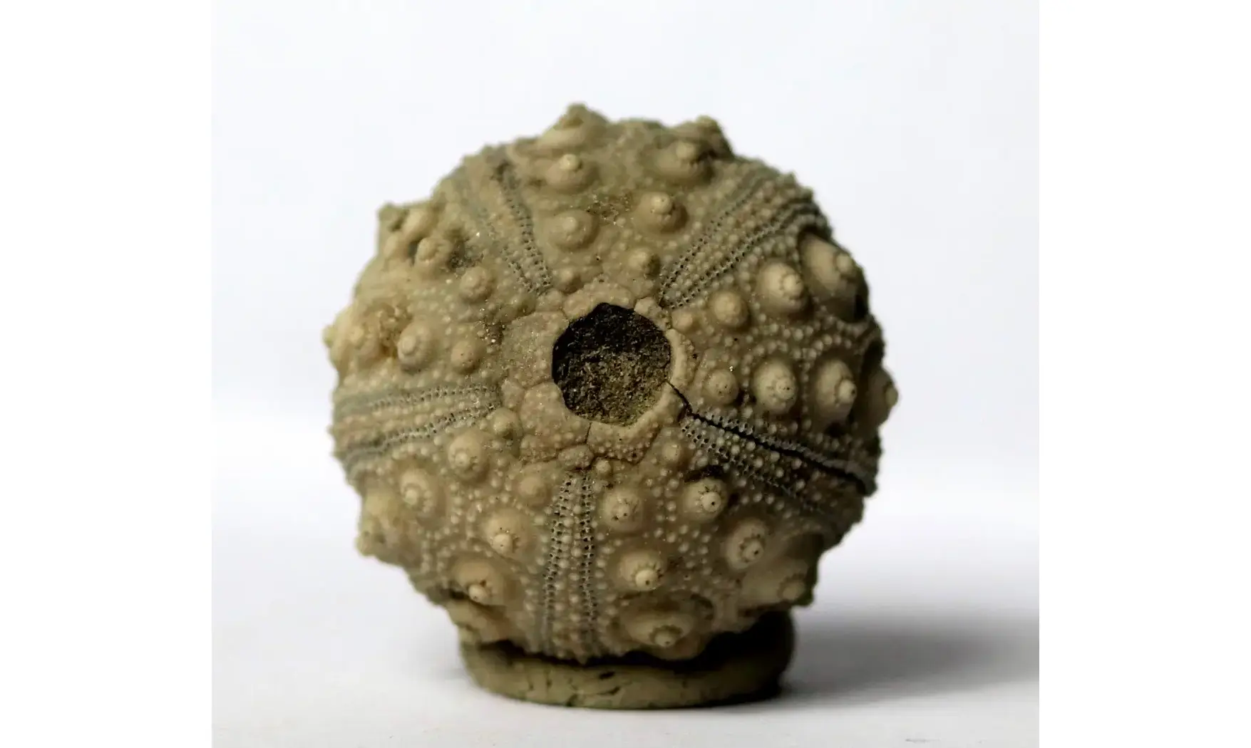 Hemicidaris purbeckensis