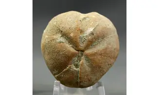Epiaster polygonus