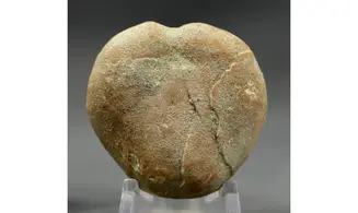 Epiaster polygonus