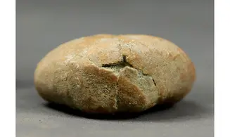 Epiaster polygonus