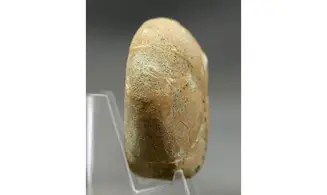 Epiaster polygonus
