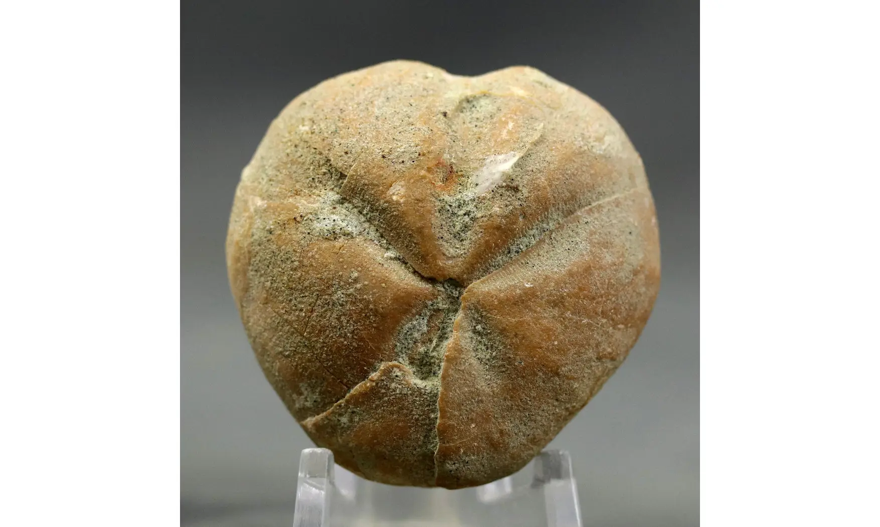 Epiaster polygonus