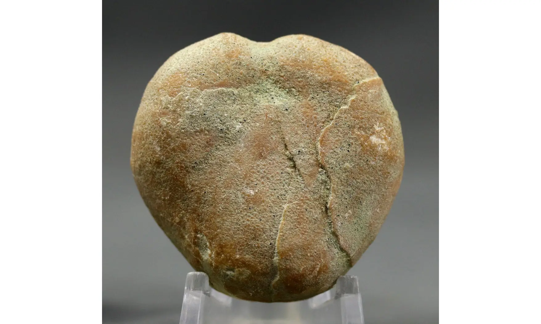 Epiaster polygonus