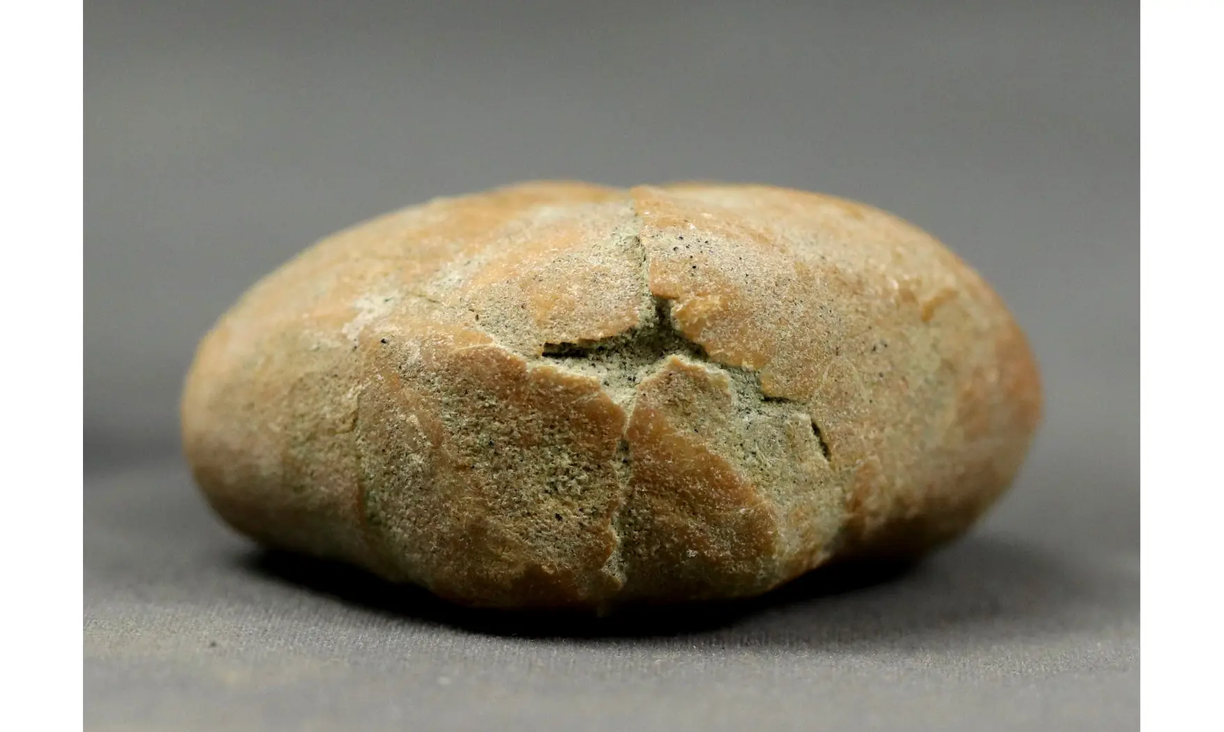 Epiaster polygonus