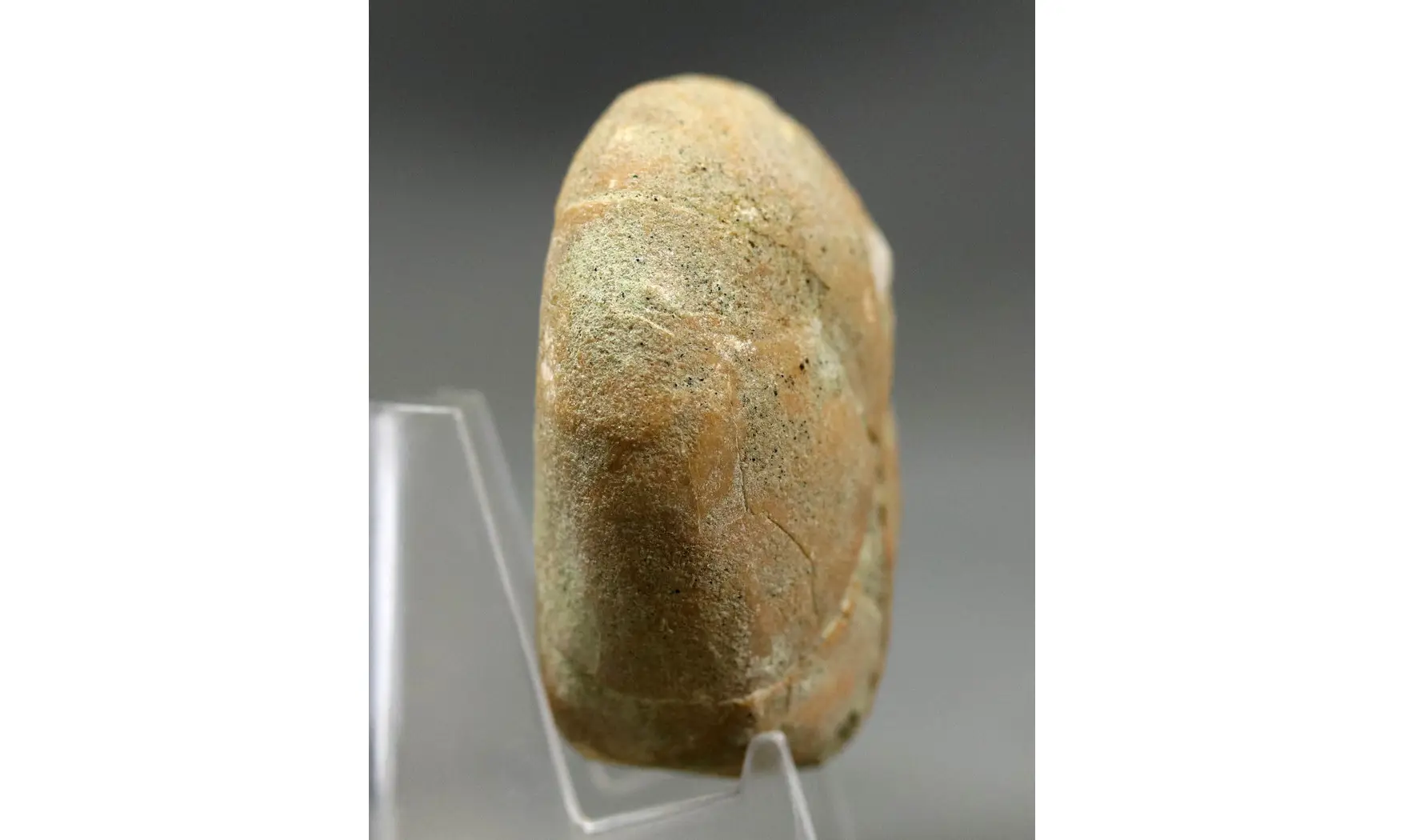 Epiaster polygonus