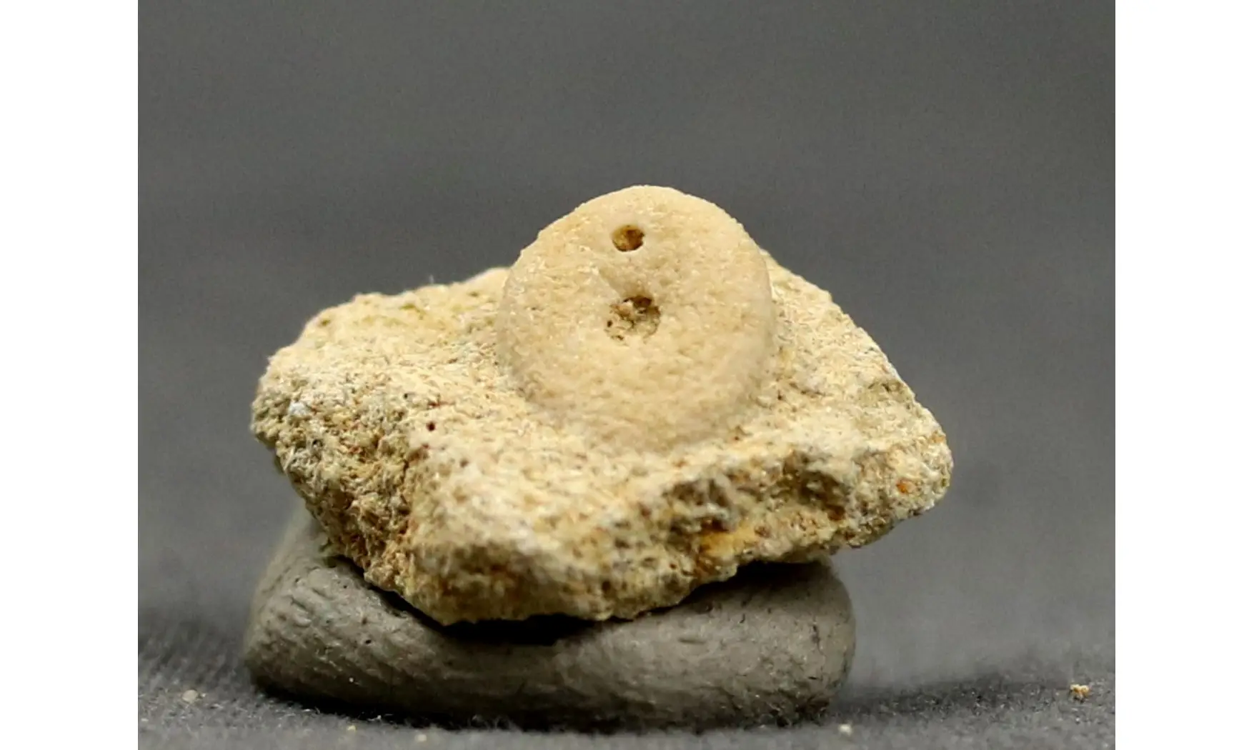 Echinocyamus pusillus
