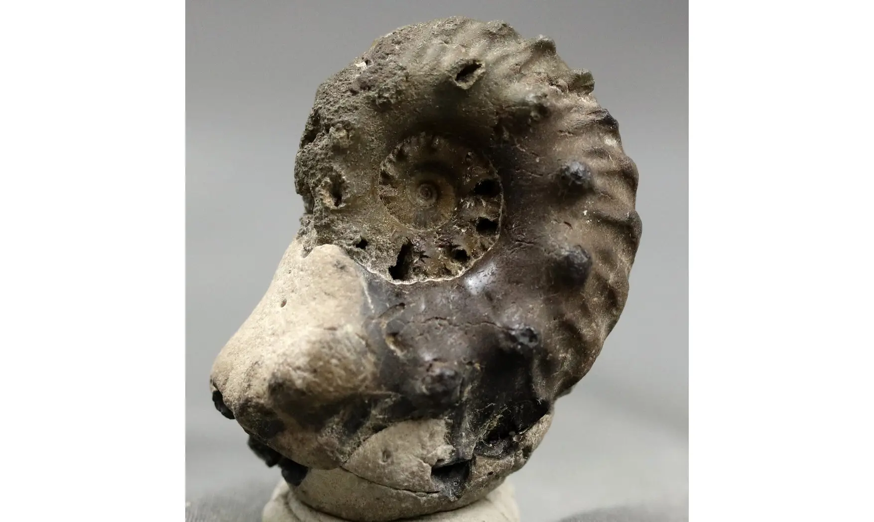 Euhoplites interruptus