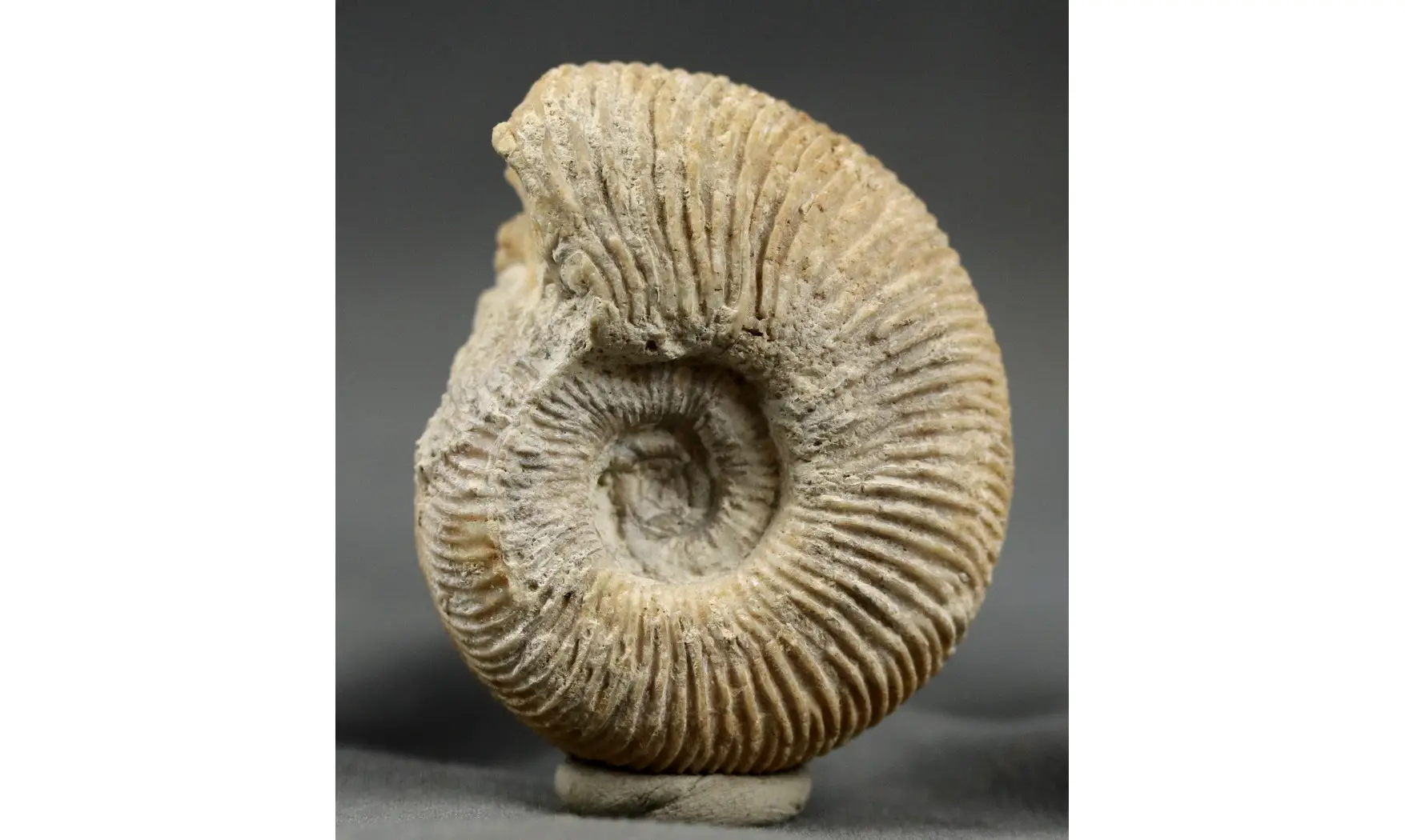 Subdiscosphinctes kreutzi