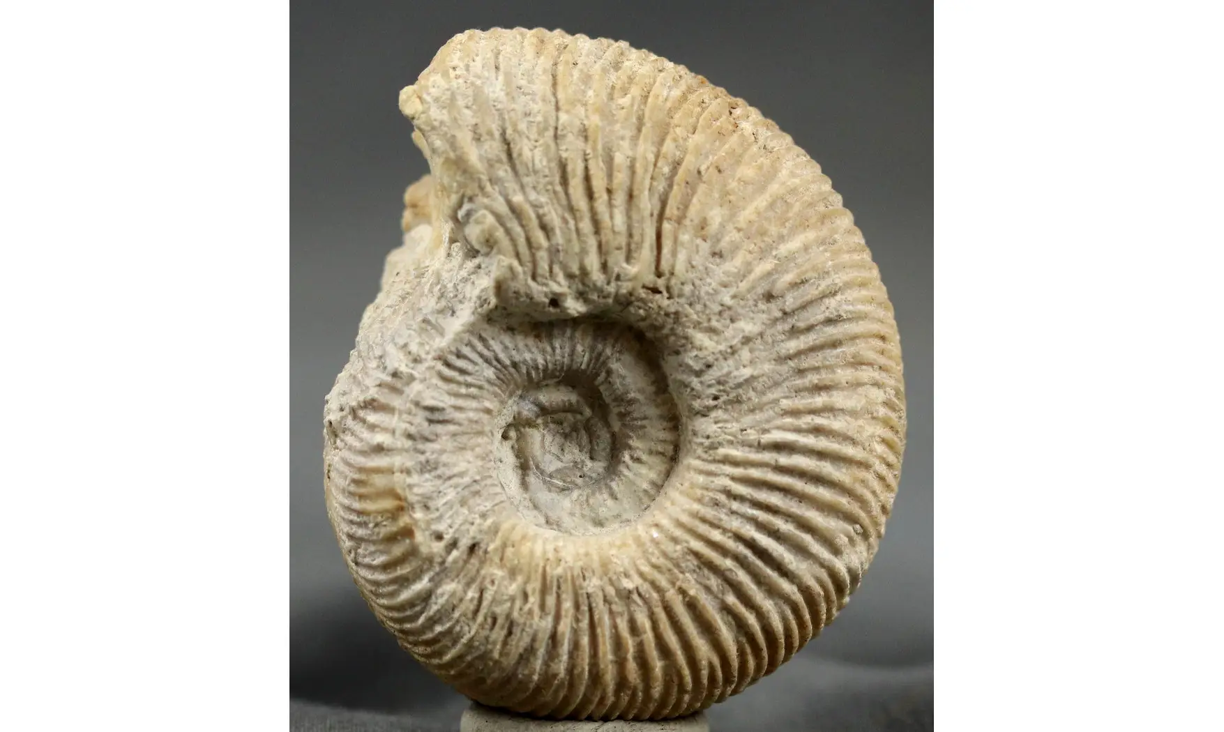 Subdiscosphinctes kreutzi
