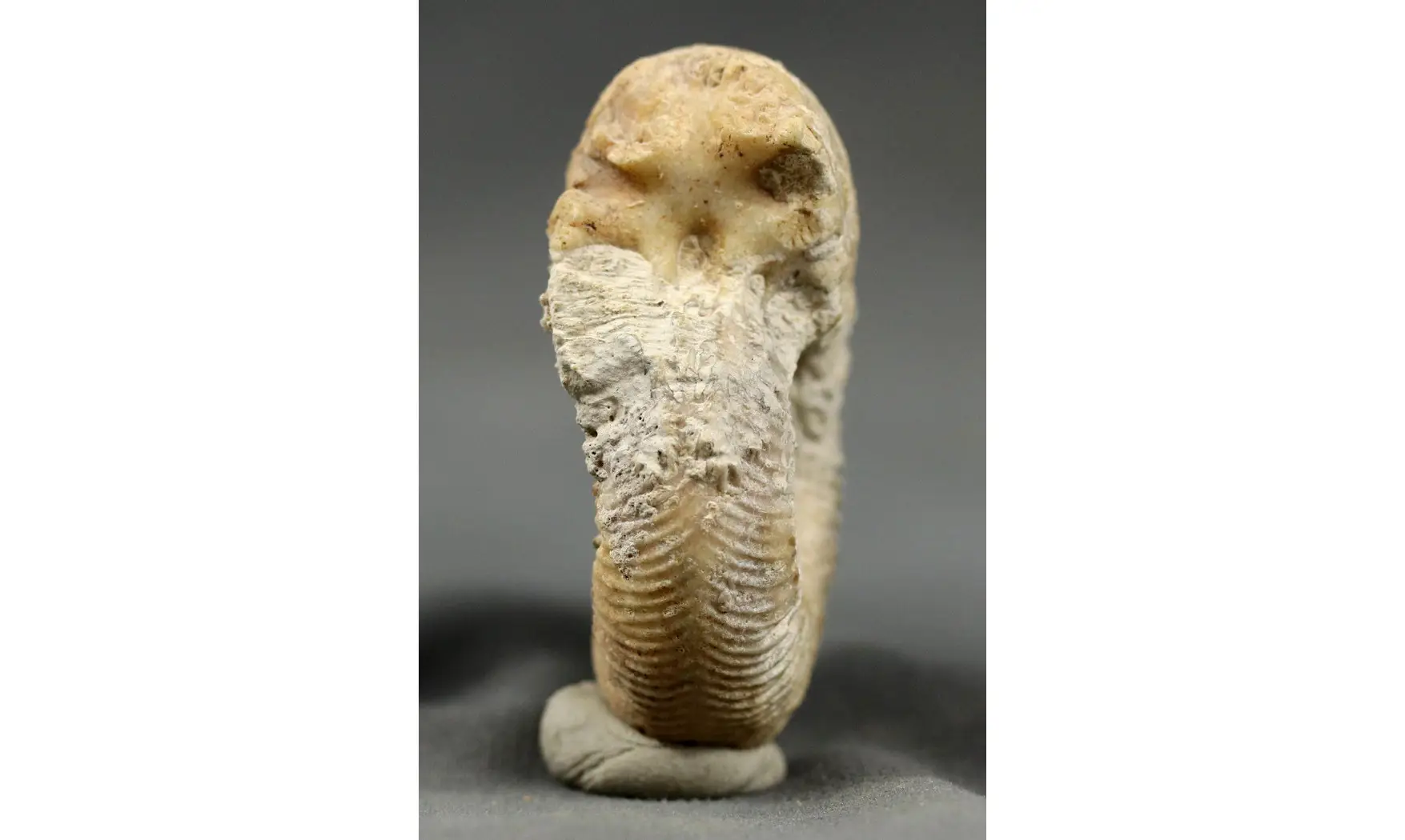 Subdiscosphinctes kreutzi