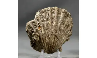 Lima proboscidea