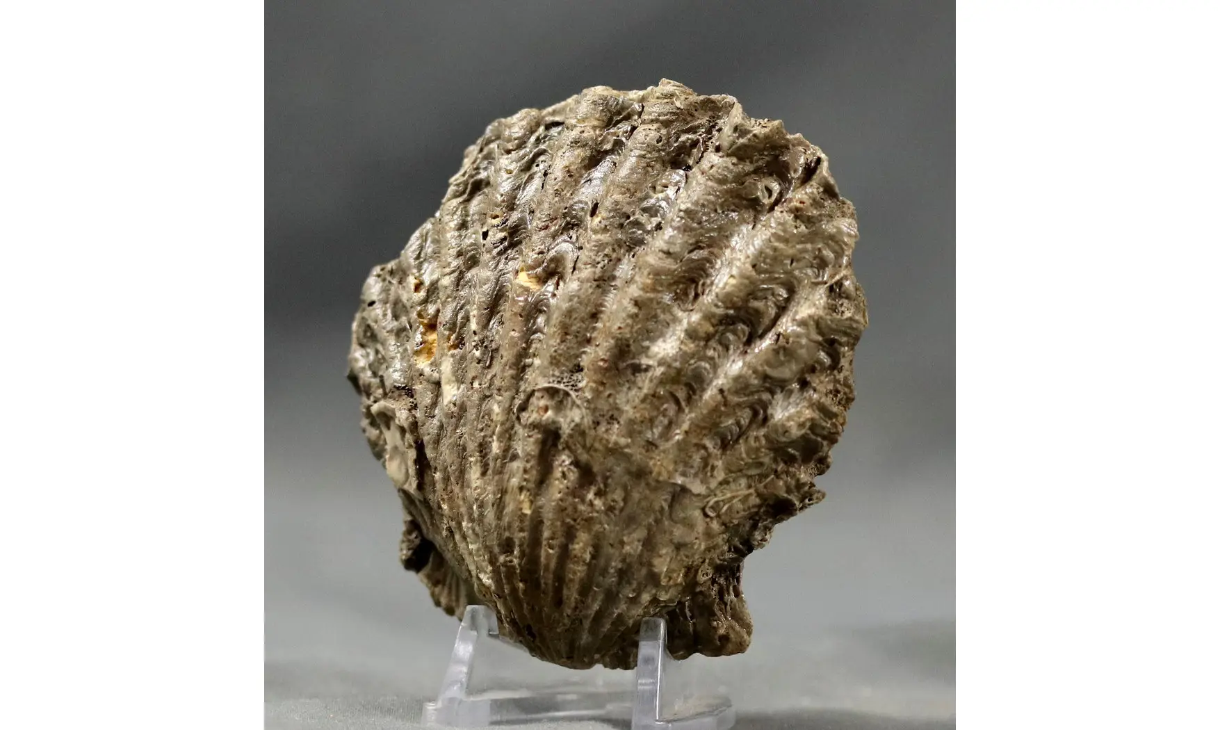 Lima proboscidea