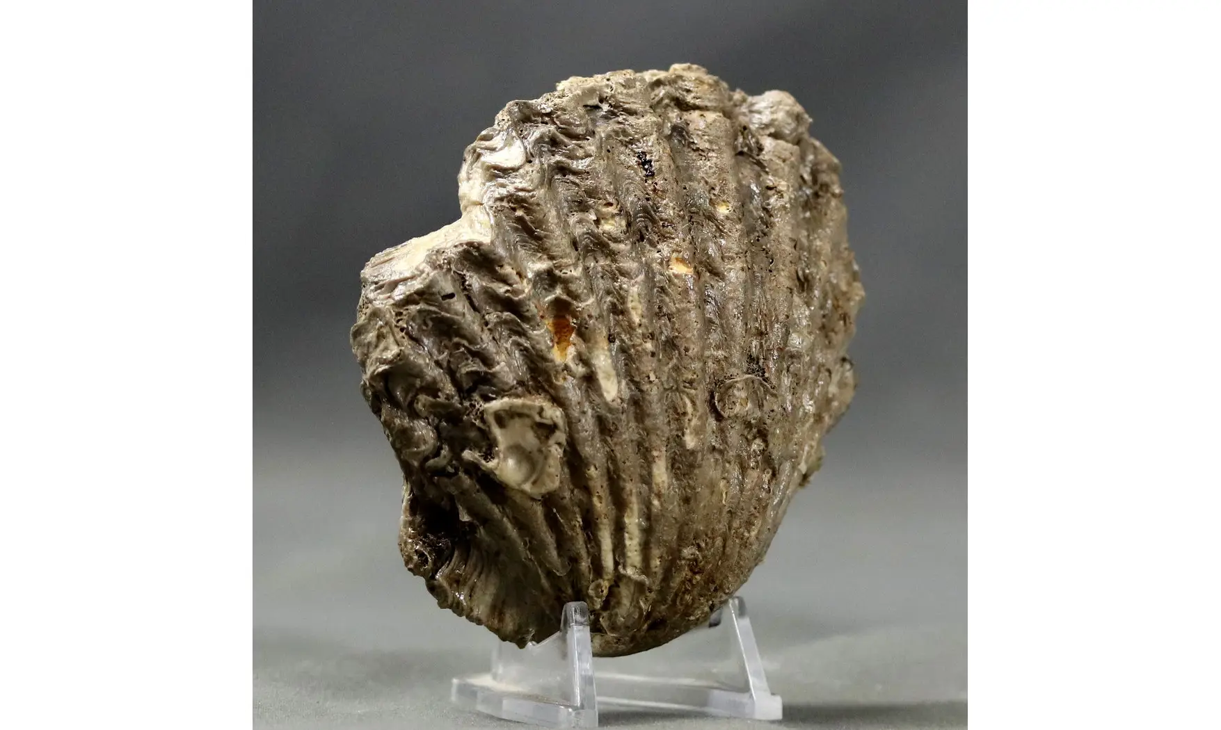 Lima proboscidea