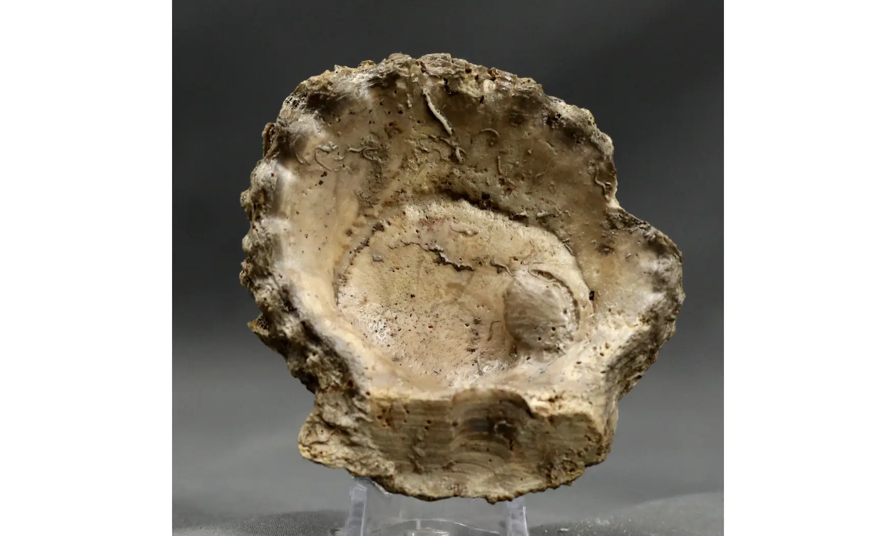 Lima proboscidea