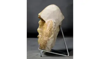 Orthaspidoceras orthocera