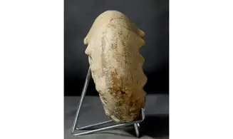 Orthaspidoceras orthocera