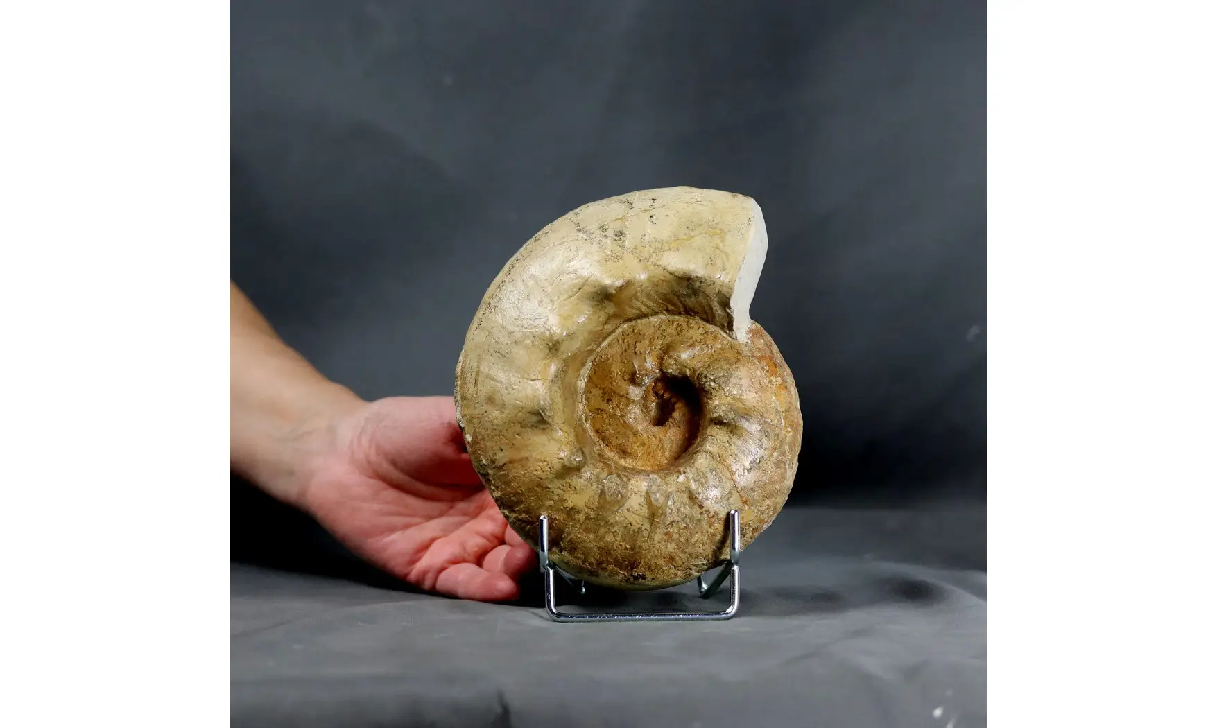 Orthaspidoceras orthocera