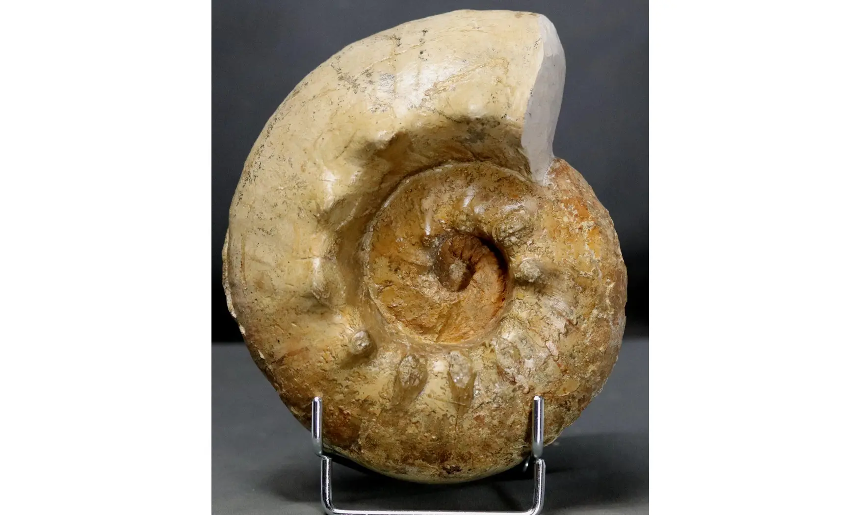 Orthaspidoceras orthocera