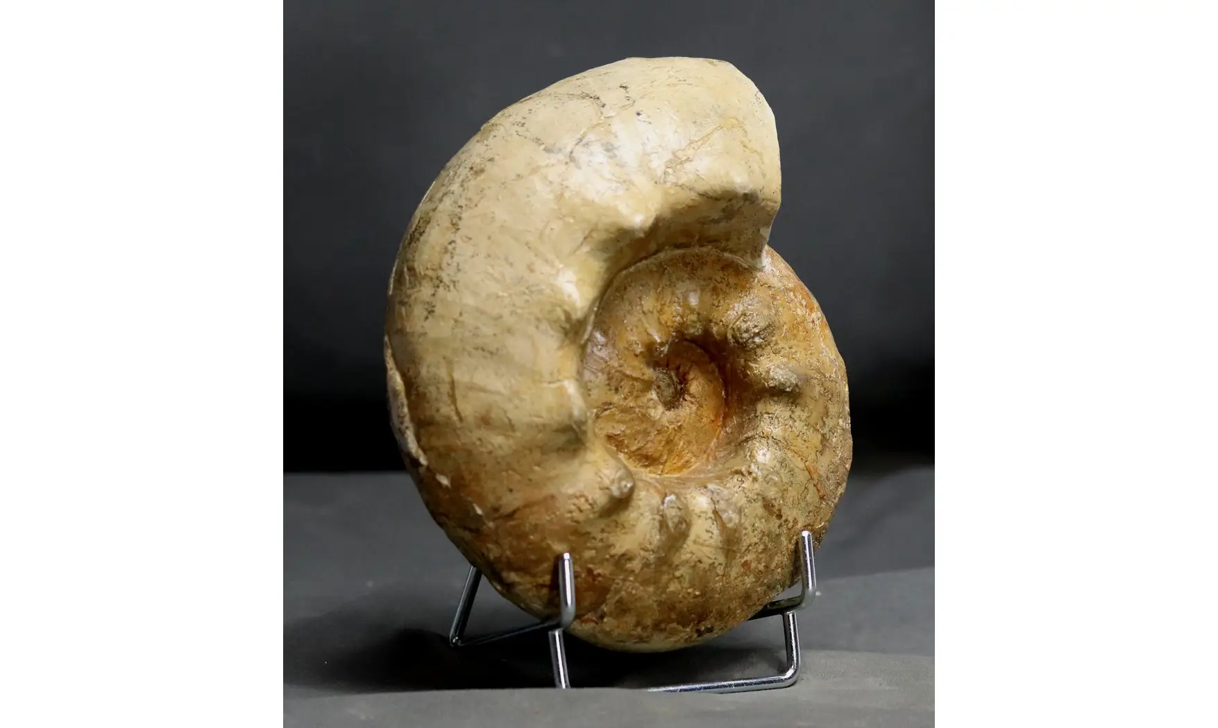 Orthaspidoceras orthocera