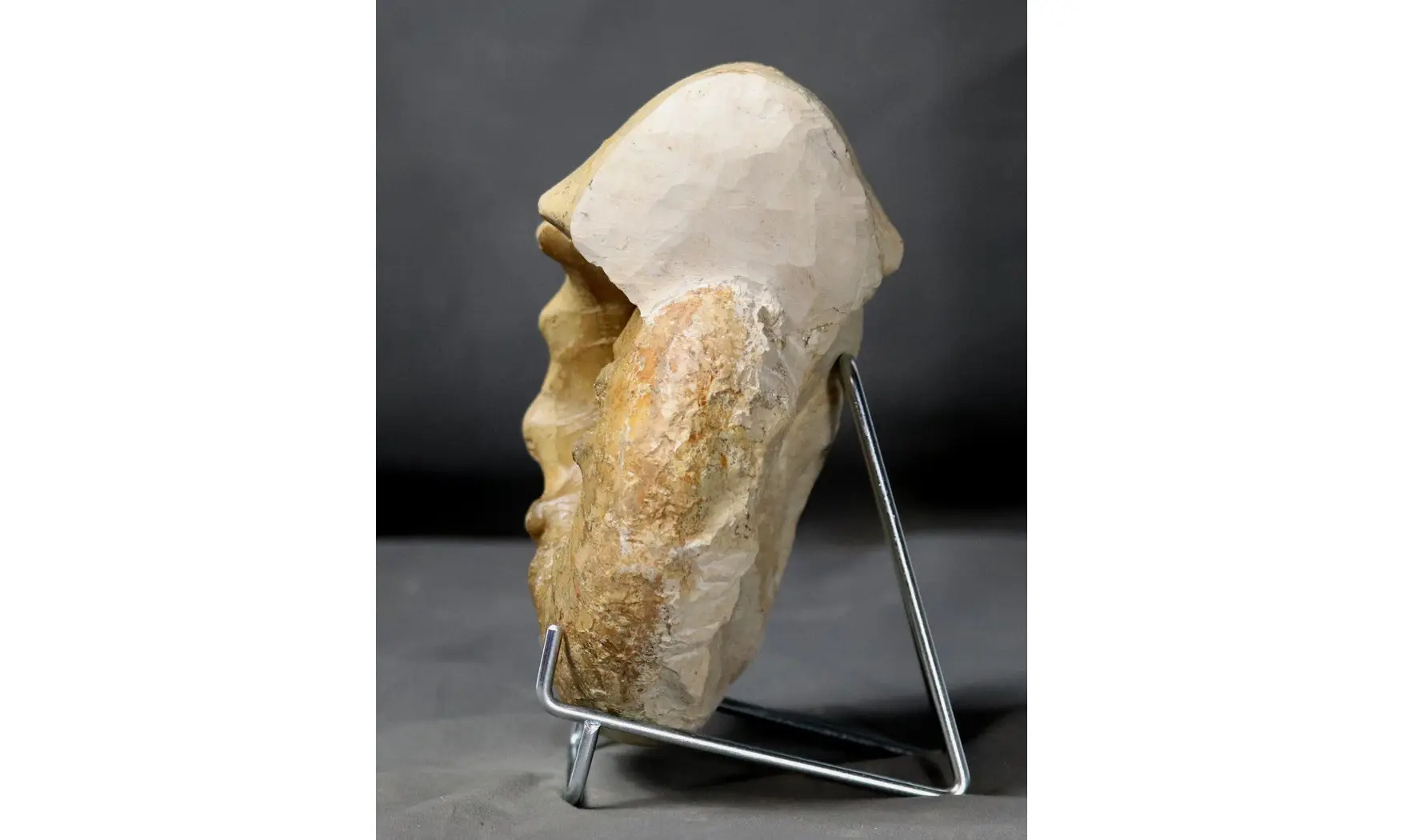 Orthaspidoceras orthocera
