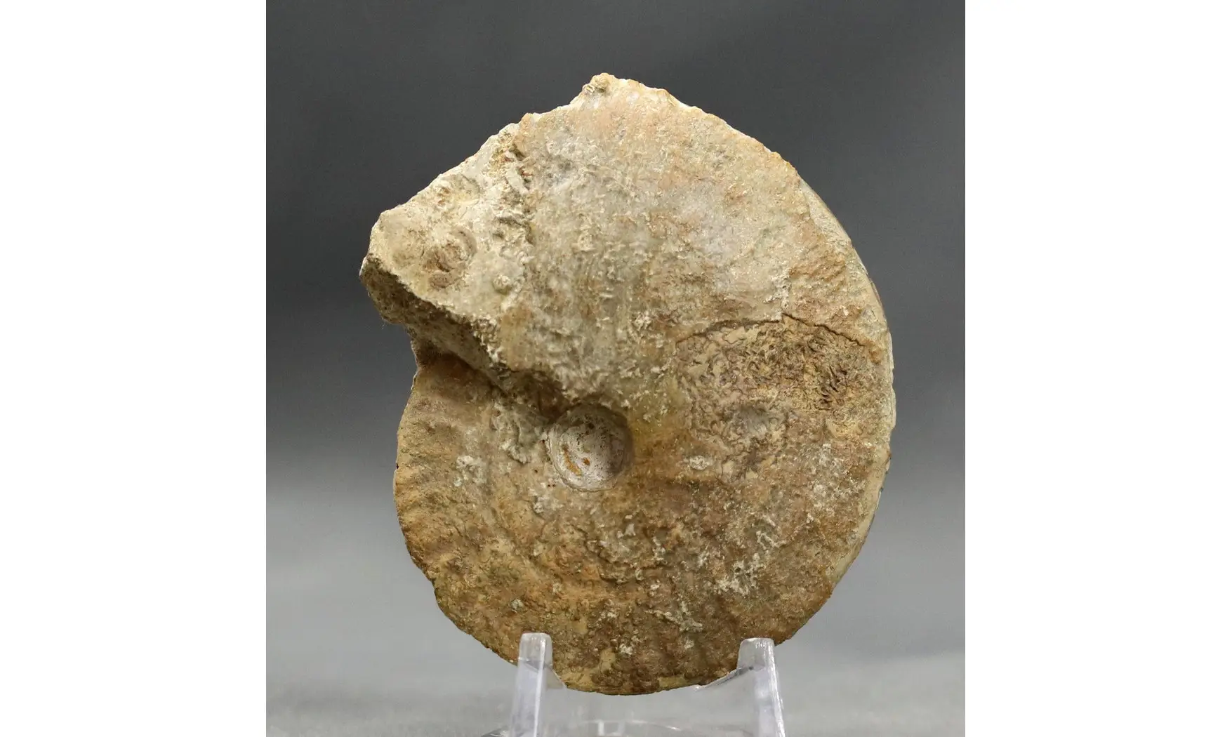 Trimarginites trimarginatus