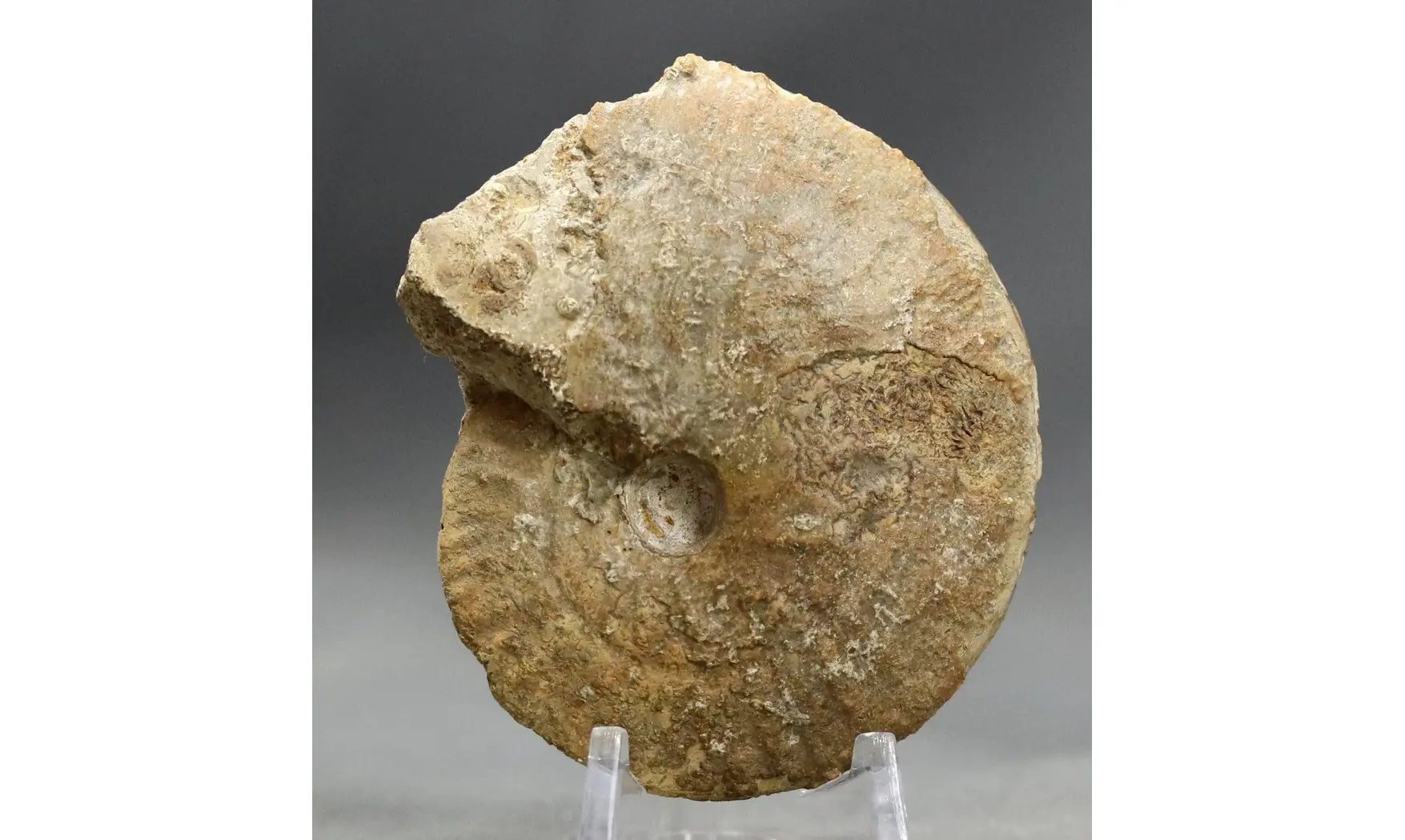 Trimarginites trimarginatus