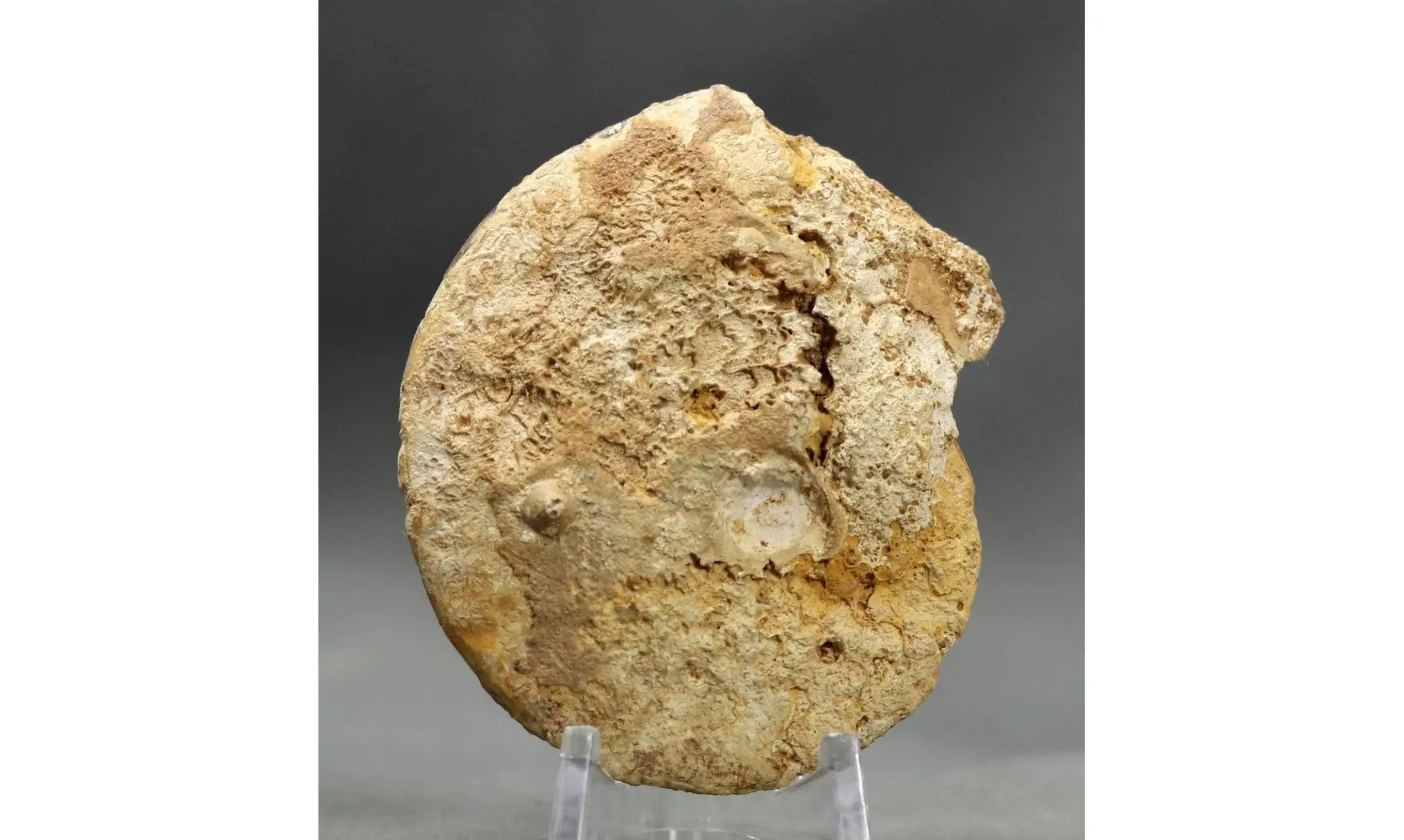 Trimarginites trimarginatus