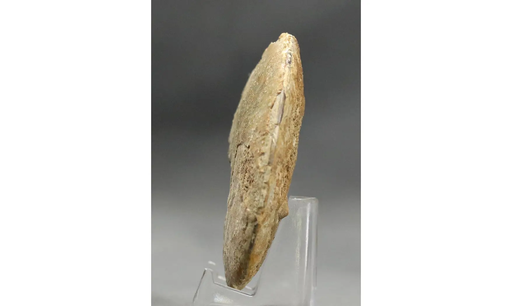 Trimarginites trimarginatus