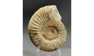 Garantiana garantiana