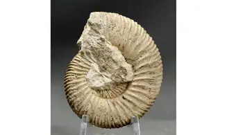 Garantiana garantiana