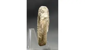 Garantiana garantiana