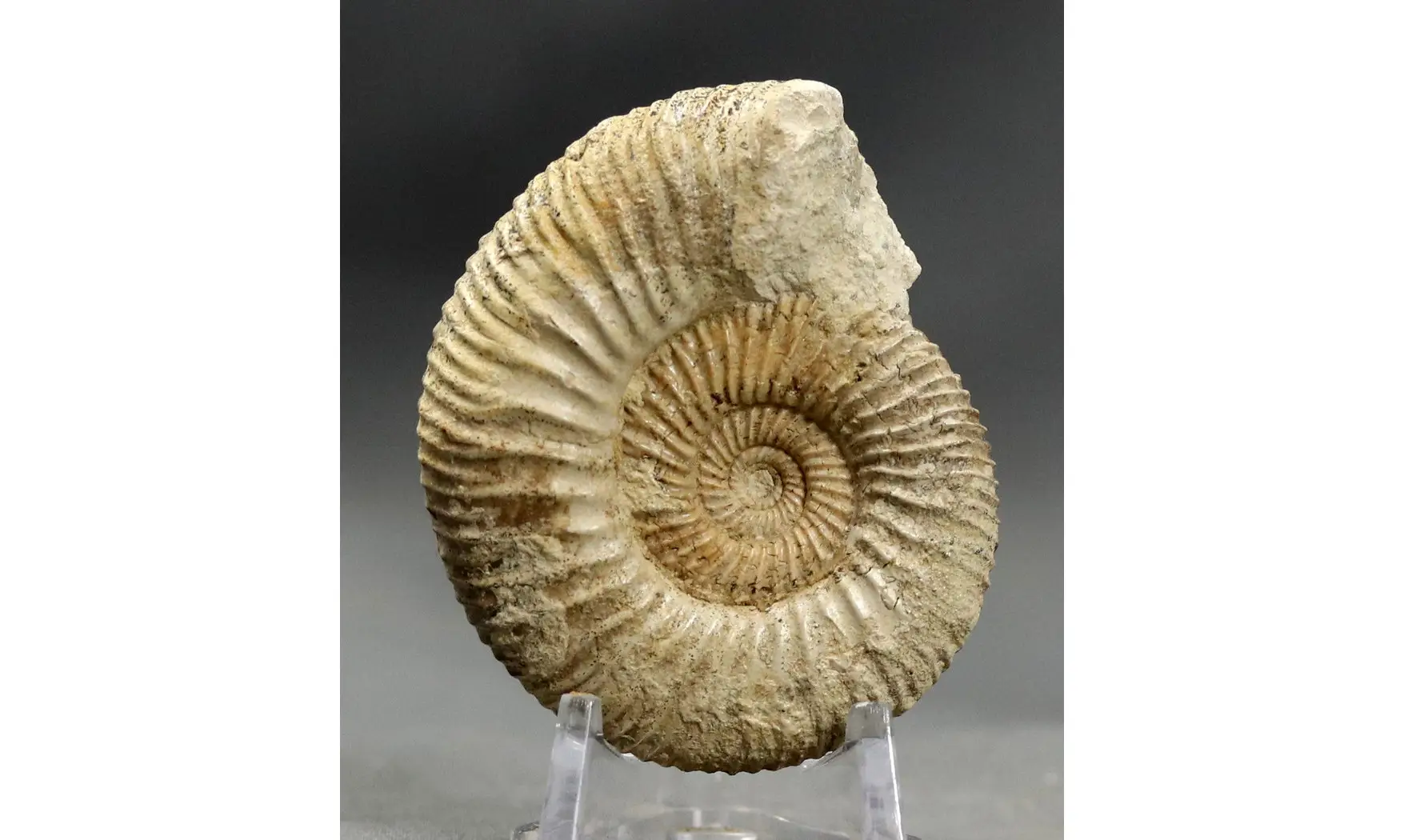 Garantiana garantiana