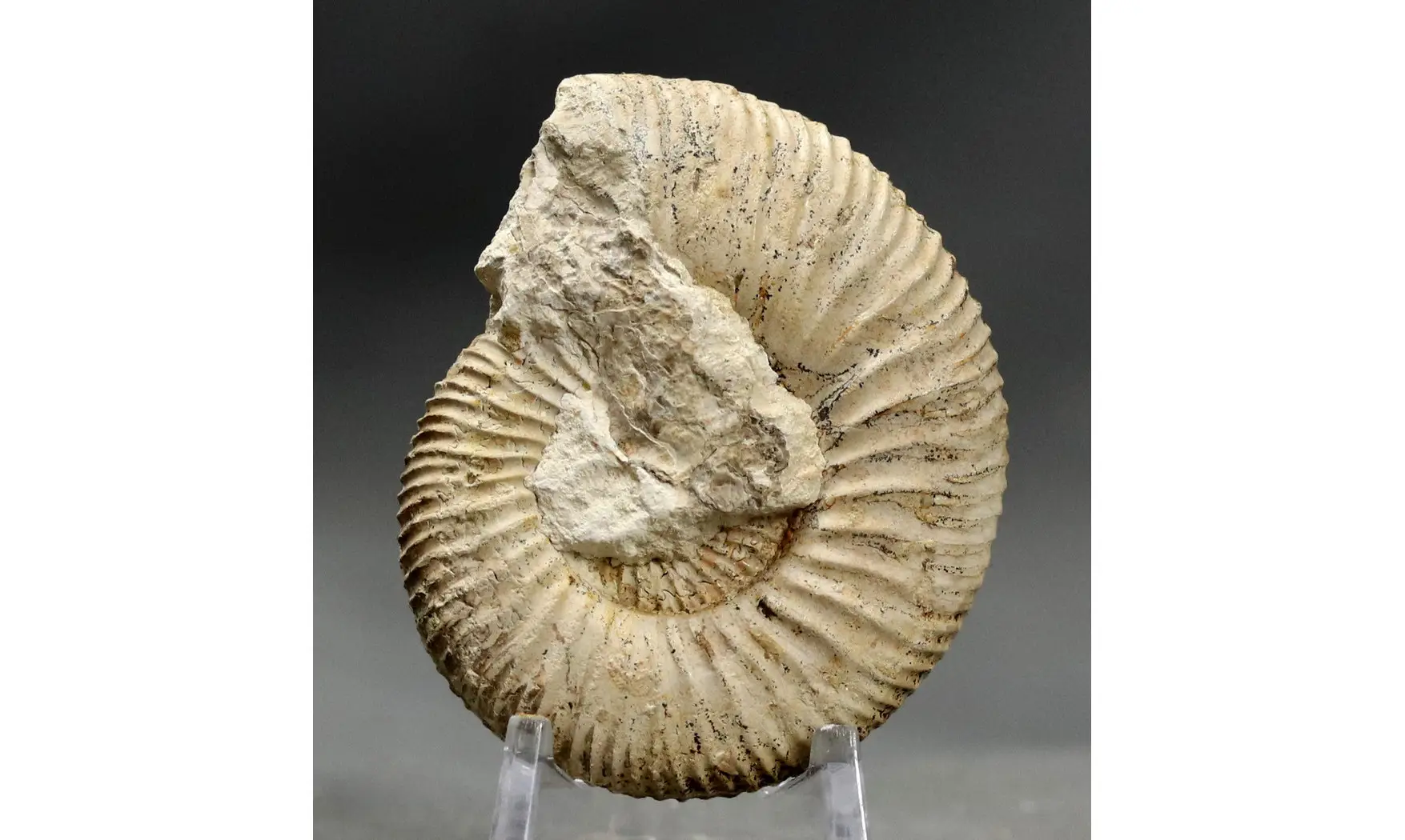 Garantiana garantiana