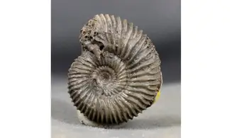 Pseudogarantiana minima