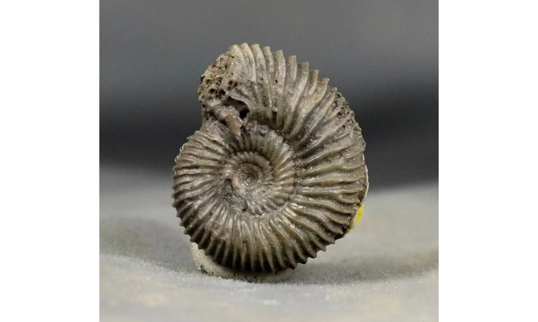 Pseudogarantiana minima