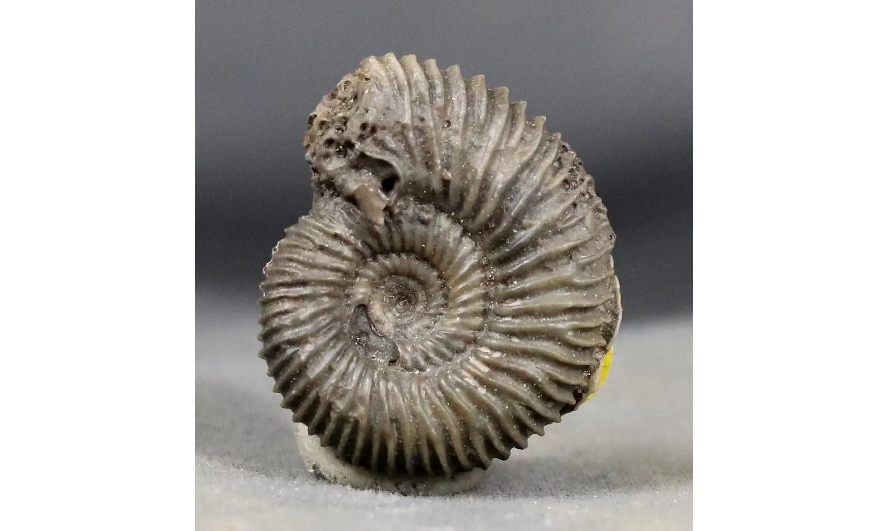 Pseudogarantiana minima