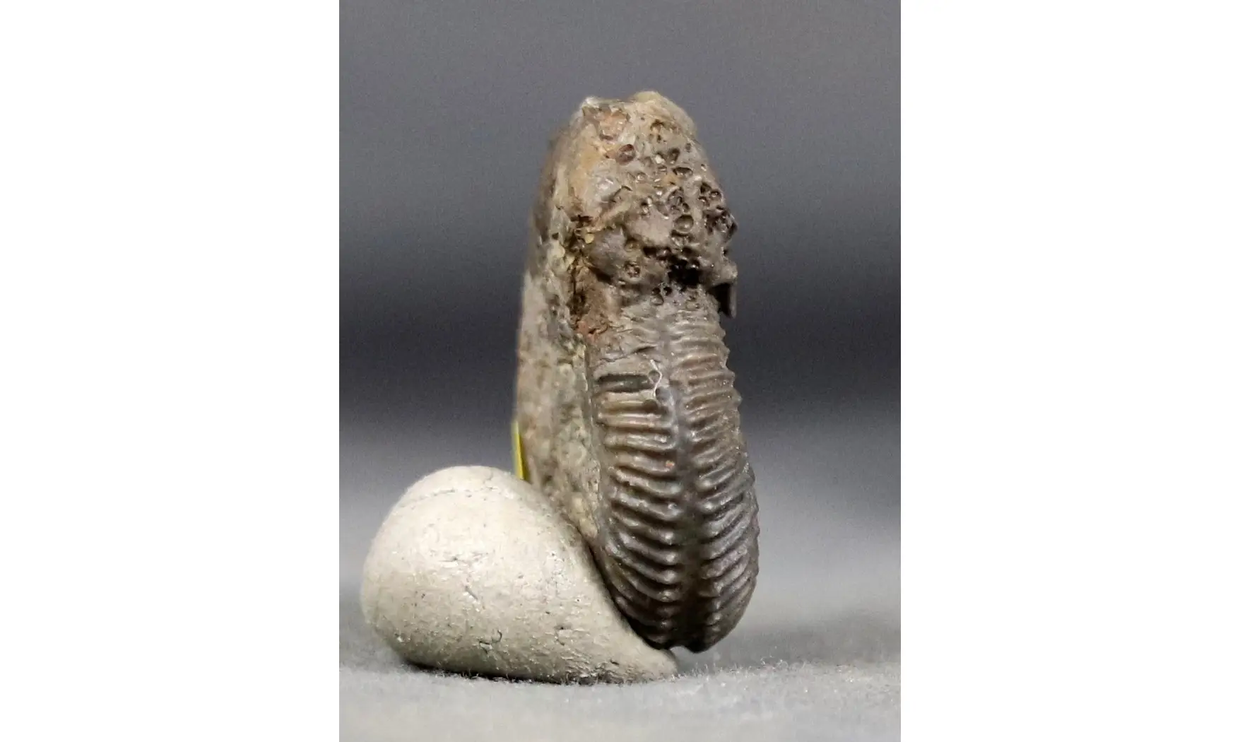 Pseudogarantiana minima