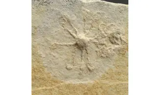 Saccocoma pectinata