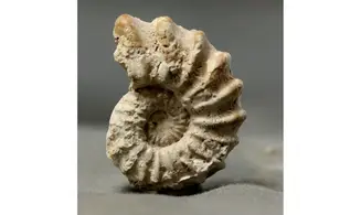 Epipeltoceras bimammatum
