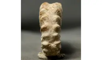 Epipeltoceras bimammatum