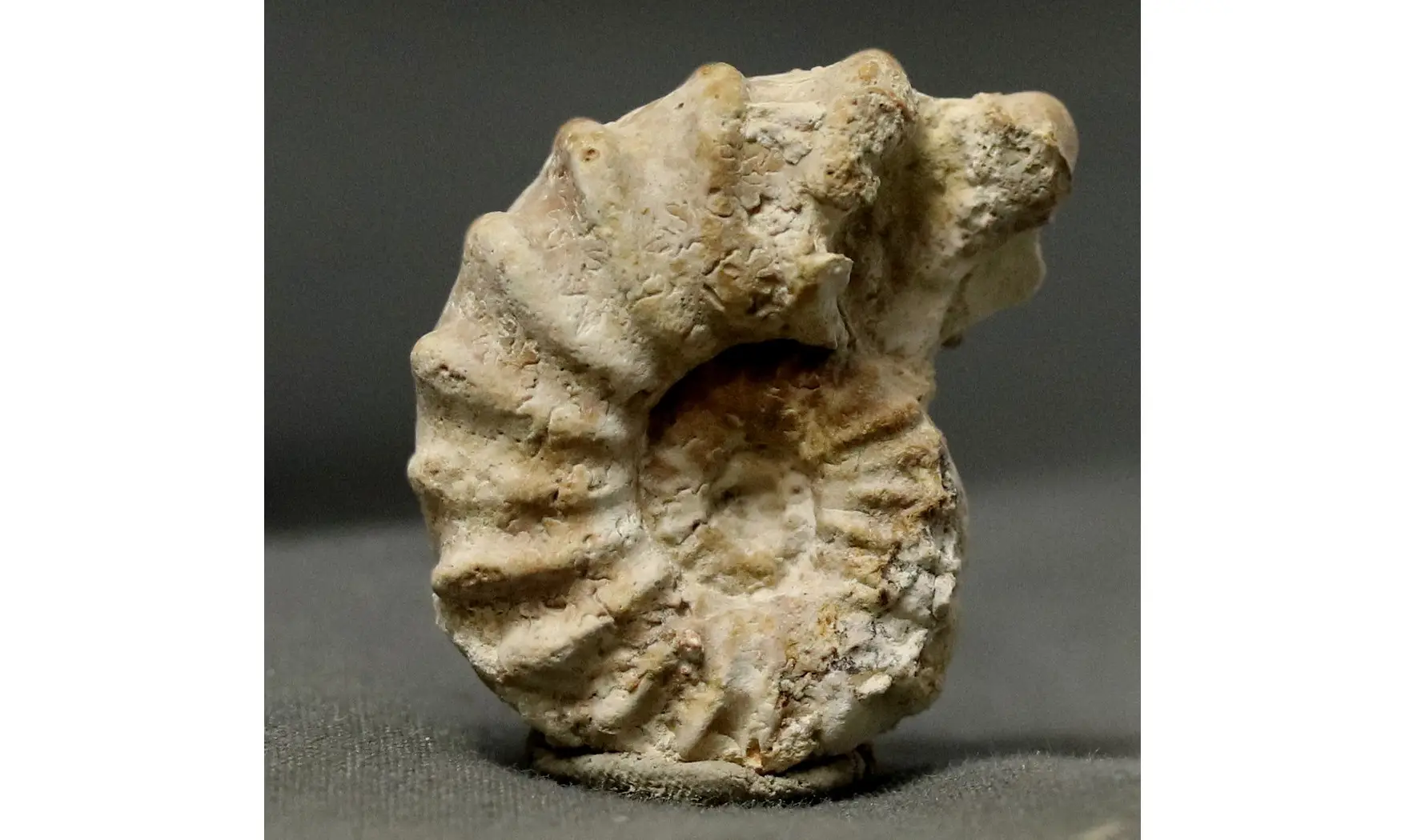 Epipeltoceras bimammatum