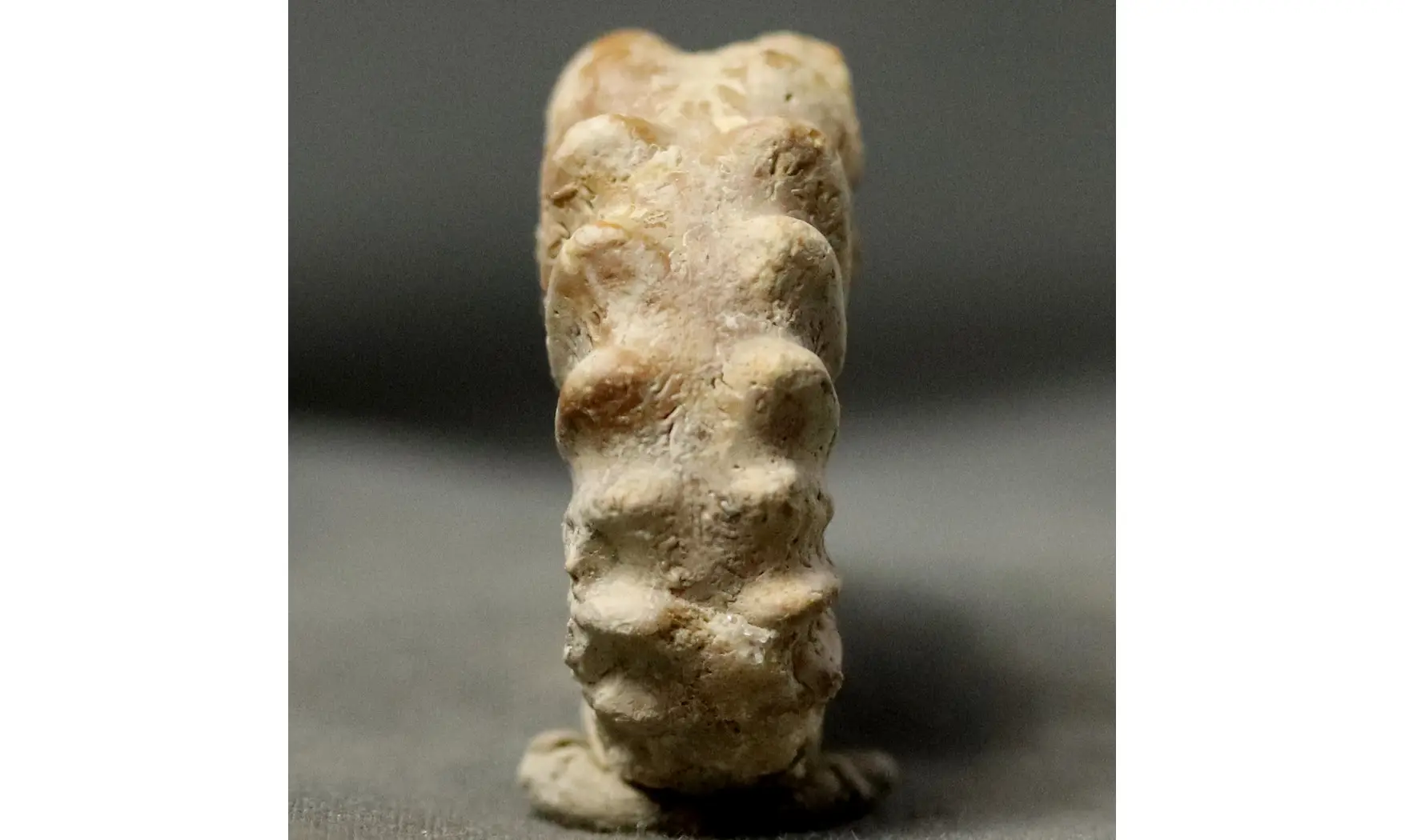 Epipeltoceras bimammatum