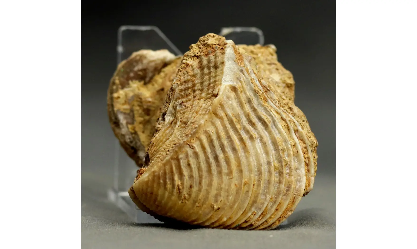 Trigonia elongata