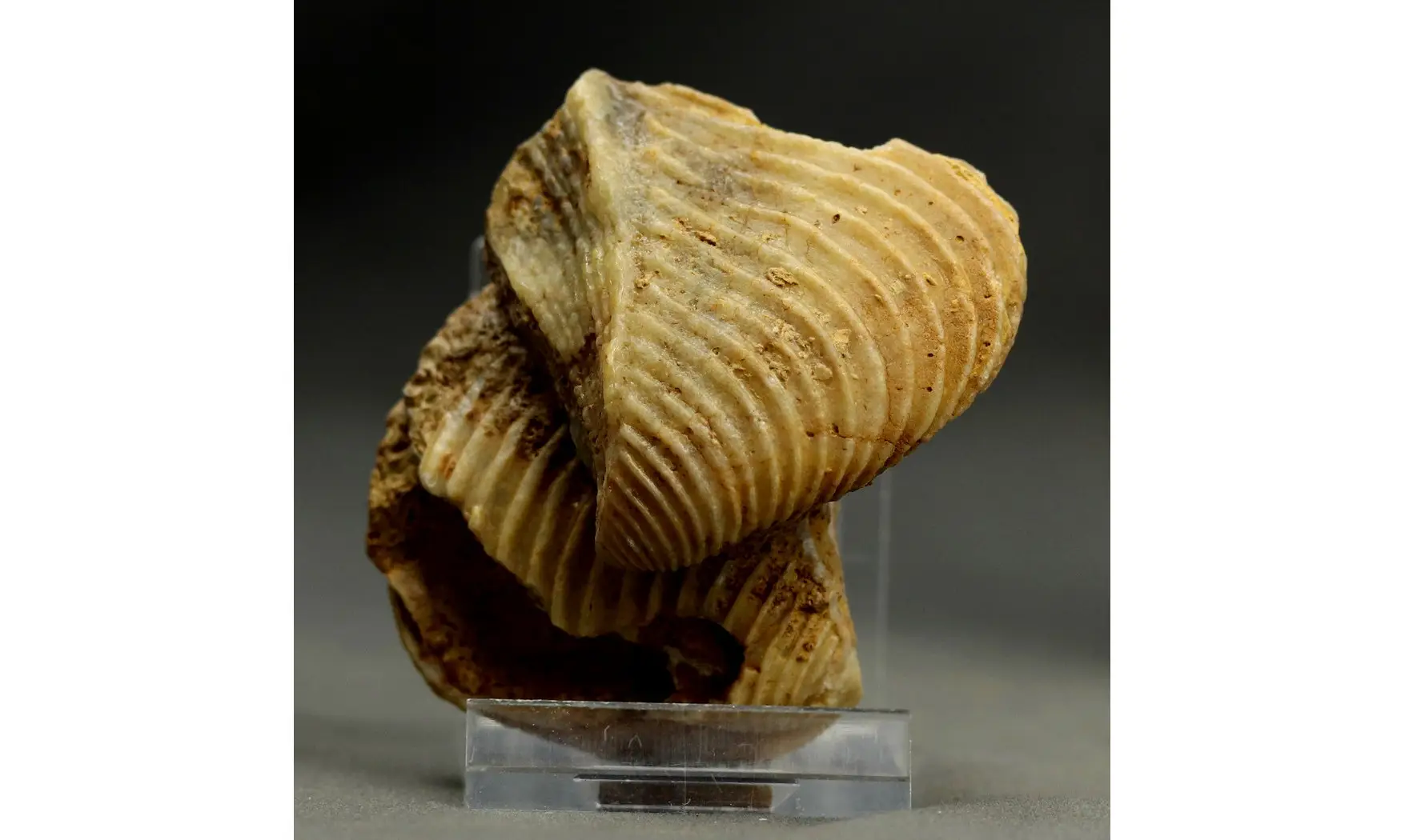Trigonia elongata