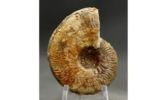 Bredyia gr. alleoni