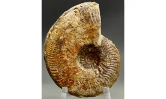 Bredyia gr. alleoni