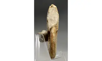 Bredyia gr. alleoni