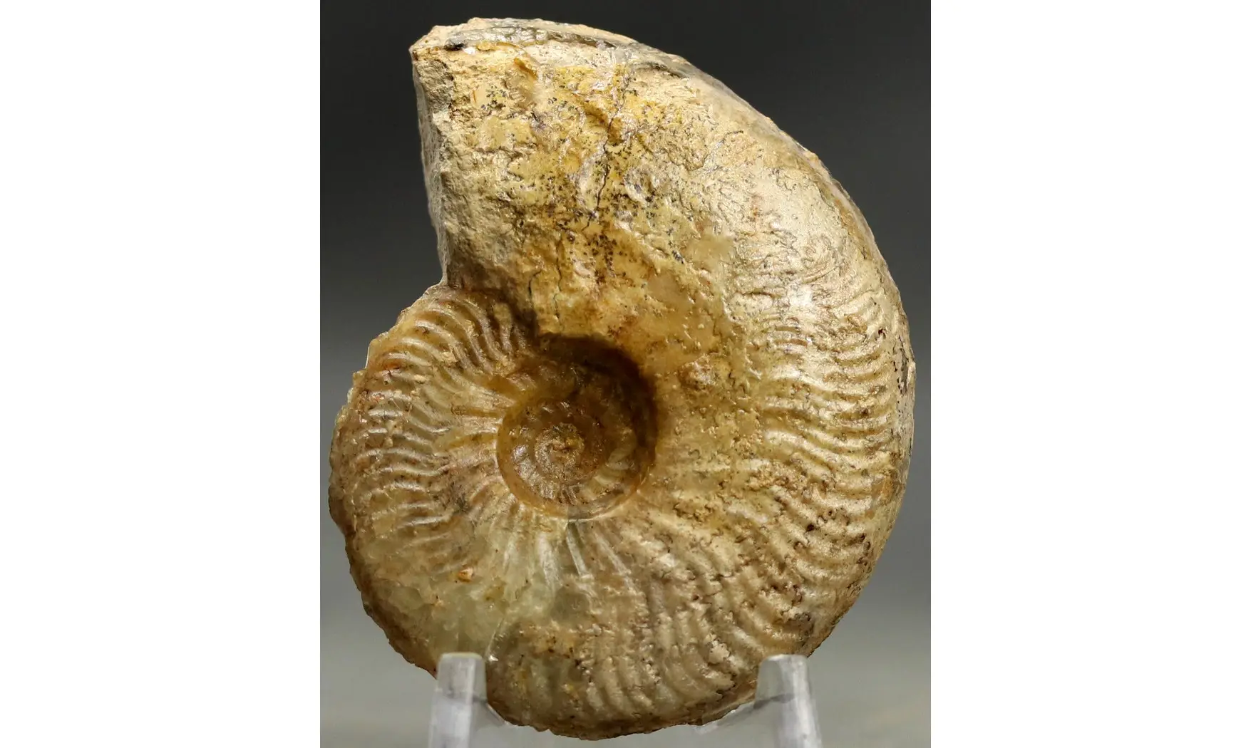 Bredyia gr. alleoni