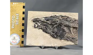 Notogoneus osculus