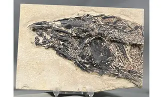 Notogoneus osculus